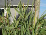 Cattails again.JPG