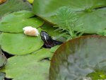 Turtle and bread.JPG