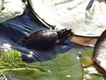 Baby turtle getting fish food.JPG