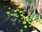 Over the waterfall into the pond.JPG