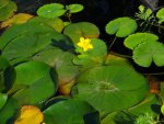 Water fringe leaves on right lilies on left.JPG