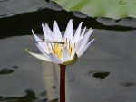 Damselfly on tiny pale blue lily.JPG