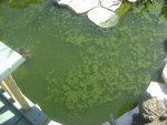 Algea 1.JPG