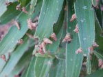 Bugs on Asiatic lilies.JPG