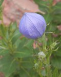 Balloon bud of balloon flower.JPG