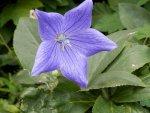 Balloon flower.JPG