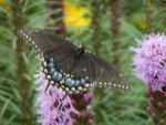 Black swallowtail butterfly.JPG