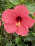 Deep pink hibiscus.JPG