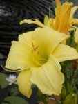 Tall yellow day lily 3.JPG