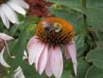 Bumblefee on cone flowers.JPG