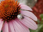 Cool white spider having dinner.JPG