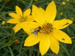 Fly on coreopsis.JPG