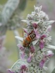 Honey bee on Lambs ear.JPG