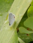 Tiny blue butterfly 2.JPG