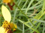 Baby praying mantis less than 1 inch long.JPG