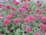 Bee balm.JPG