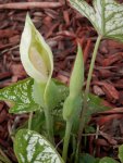 Caladium bloom.JPG