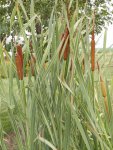 Cattails.JPG