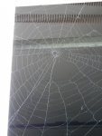 Empty web until dark.JPG