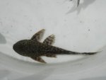 New plecostomus.JPG