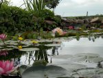 Lilies and Water fringe.JPG