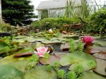 Lilies, parrotsfeather and water fringe  at pond level.JPG