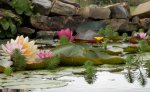 Pretty flowers on the water.JPG