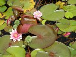 Four buds for the deep fuscia lily.JPG