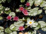 Pink and white lilies.JPG