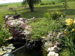 Waterfall totally taken over by parrots feather and ludwigia.JPG