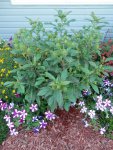 Hibiscus plamnt full of blooms.JPG