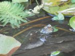 Turtle in goldfish pond - Copy.JPG