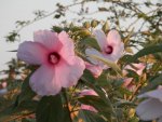 Pink hibiscus along road.JPG