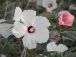 White hibiscus along road.JPG