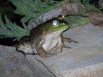 Bullfrog.JPG