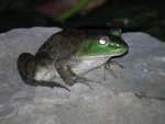 Bullfrog #2.JPG