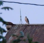 Sharp shinned hawk.JPG