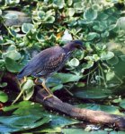 LittleGreenHeron3.jpg