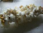 popcorn on the cob 021.JPG