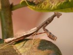 Praying mantis on milkweed.JPG