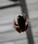 Treefrog on inside of sliding glass door.JPG