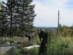 Moose visit-01.jpg