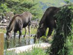 Moose visit-02.jpg