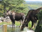 Moose visit-03.jpg