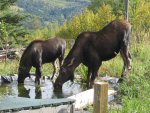 Moose visit-06.jpg