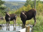 Moose visit-08.jpg