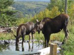 Moose visit-09.jpg