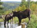 Moose visit-10.jpg