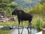 Moose visit-11.jpg