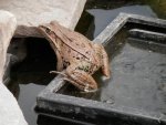 Leopard frog on skimmer.JPG